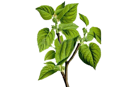White Mulberry Leaf Extract — core Blood Sugar Blaster ingredient