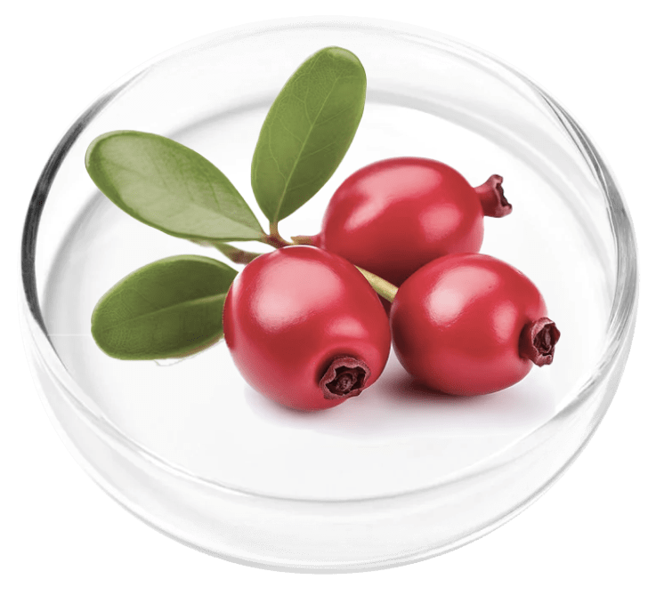 Bearberry
